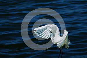 Pequeno expandir alas en el agua naturaleza Salvaje el pájaro en movimienot 