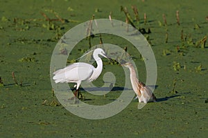 Little egret and squacco heron