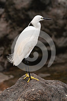 little egret standing on a big rock