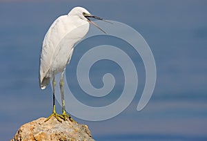 Little egret standing on rock