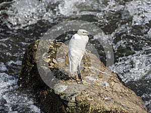 Little egret standing on rock in Sakai River