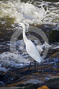 Little Egret on Standing on Rocks