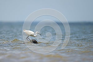 A Little egret standing on the shore of Lake Victoria