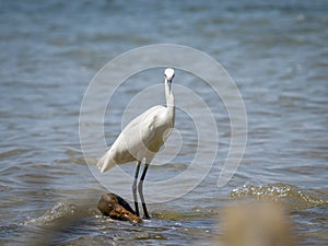 A Little egret standing on the shore of Lake Victoria