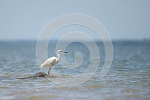 A Little egret standing on the shore of Lake Victoria