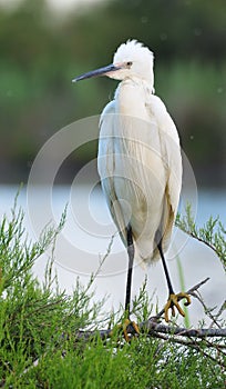 Little Egret standing on a tamarix branch