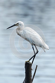 Little egret standing on a wood pole