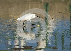 Little egret stood hunting in water of river marshland