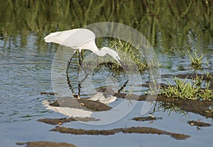 Little egret stood hunting in water of river marshland