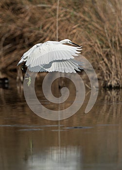 Little Egret takeoff at Asker marsh, Bahrain photo