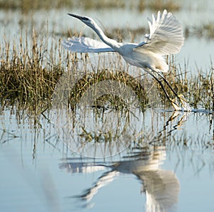 A Little Egret taking off from a reed bed