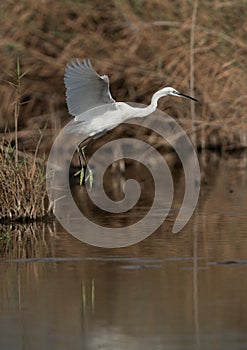 Little Egret tekoff at Asker marsh, Bahrain photo