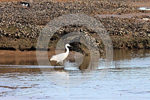 Little egret on Titchwell beach