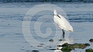 Little Egret trying to preen itself in strong wind