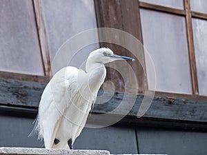 Little egret in Venice, Italy