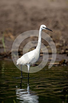 Little egret wades through shallows in sunshine