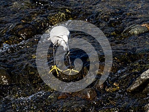 Little egret wading in sakai river 1