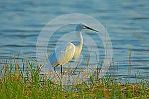 Little egret waiting for a fish at a marshy land closer to a lake.