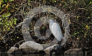 Little Egret Waiting on Rocks by the Water