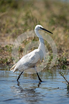 Little egret walks through shallows in sunshine