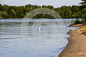 Little egret or white heron (Egretta garzetta) on river Dnieper