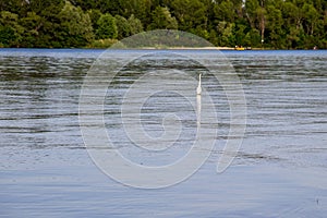 Little egret or white heron (Egretta garzetta) on river Dnieper