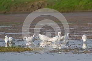 Little Egrets in Breeding Plumage