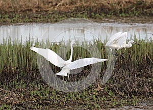 Little egrets chasing each other