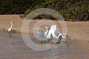 Little egrets, Egretta gazetta, hunting for fish as the lagoon filled from the incoming tide at Sotavento Beach, Fuerteventura