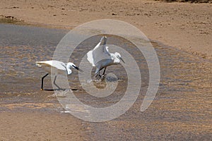 Little egrets, Egretta gazetta, hunting for fish as the lagoon filled from the incoming tide at Sotavento Beach, Fuerteventura