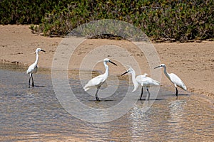 Little egrets, Egretta gazetta, hunting for fish as the lagoon filled from the incoming tide at Sotavento Beach, Fuerteventura