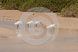 Little egrets, Egretta gazetta, hunting for fish as the lagoon filled from the incoming tide at Sotavento Beach, Fuerteventura