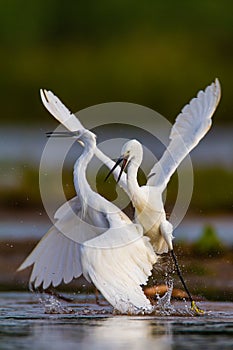 Little Egrets fighting.