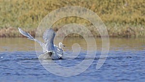 Little Egrets Fighting in Pond
