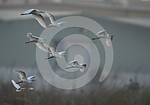 Little Egrets in flight at Asker marsh, Bahrain photo