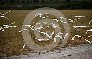 Little Egrets Flying