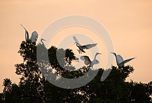 Little Egrets perched on a tree