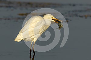 Little egrets with preyed fish  , little Egrets in bulk , bird witj long beaks and long legs white bird