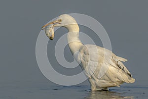 Little egrets with preyed fish  , little Egrets in bulk , bird witj long beaks and long legs white bird