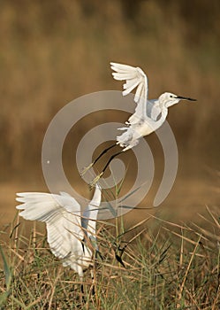 Little Egrets territory fight