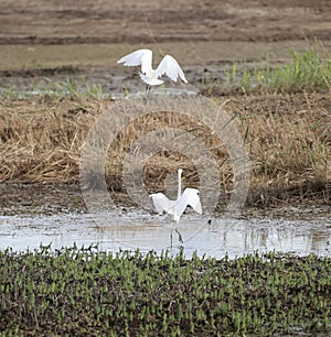 Little egrets in wetlands