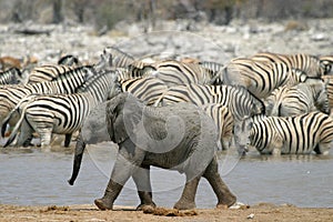 Pequeno un elefante 