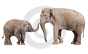 Little elephant calf with his mother