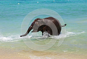 Little elephant calf swims in the sea