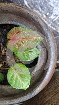 Little Elephant ear plant in clay pot in the garden