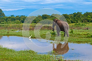 little elephant and heron. The baby elephant is walking, the heron is standing in the water