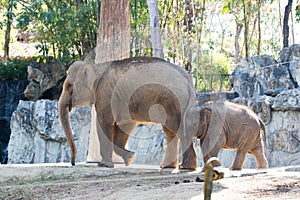 The little elephant with mother