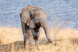 Little elephant next to river