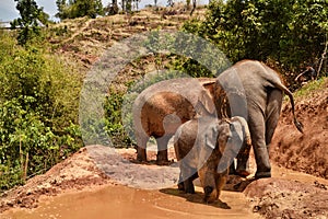 Little elephant playing with mud