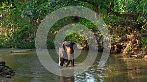 Little elephant in river. Action. Baby elephant is playing in river in jungle. Little elephant is playing alone in river